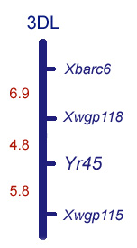 Map of chromosome 3DL near Yr45