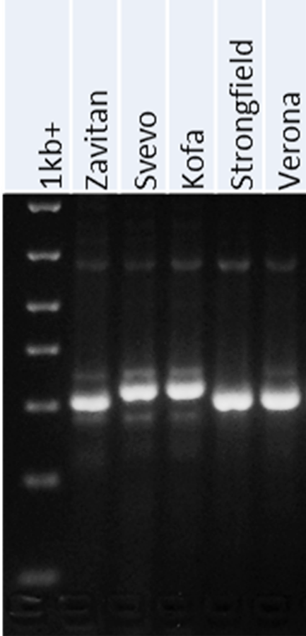 usw59 - PCR marker for Cd content