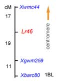 Lr46 map on chromosome 1BL