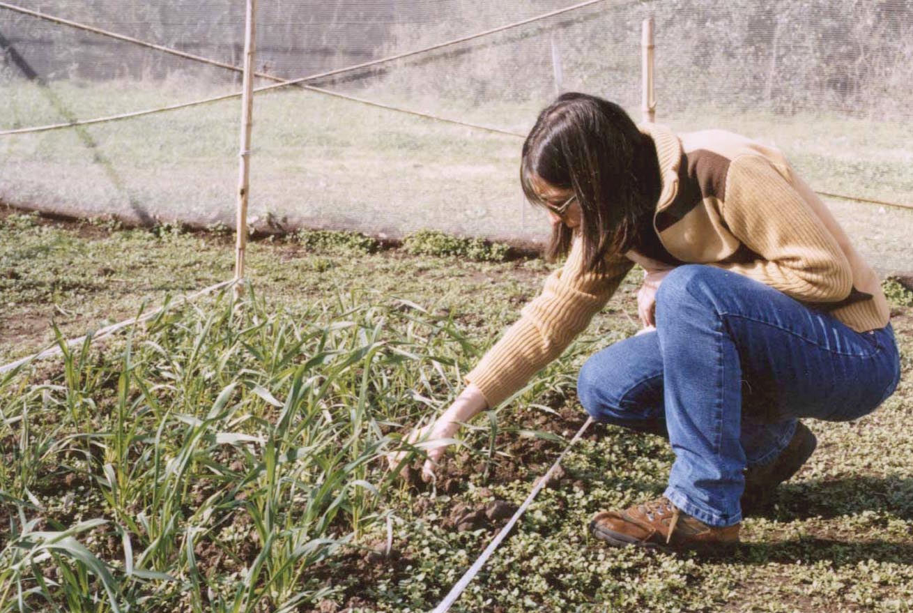 Gaby watching the wheat plants