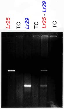 Lr25 and Lr29