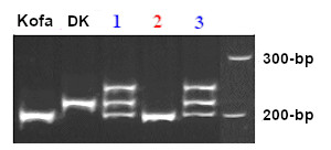 PCR markers for Psy-B1 separated on a polyacrylamide gel