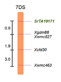 SrTA10171