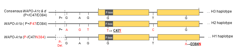 WAPO-A1 alleles