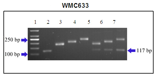 Sr22-wmc633