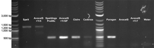 Yr5 PCR marker - Marchal