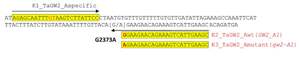 KASP primers TaGW2-A1
