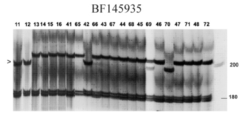Lr19 marker with BF145935