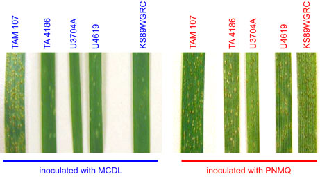 Lr39. Reaction in seedlings