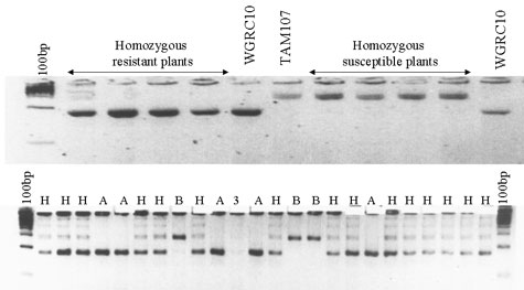 Lr39. GDM35 marker