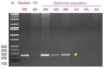 Lr37: PCR marker for detecting the 2NS fragment
