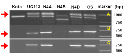 Genomic segments of LOX genes obtained using specific primers