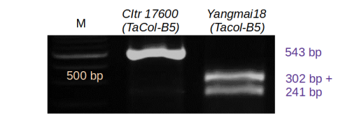 Cleavege amplified polymorphic marker for TaCol-B5