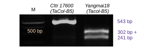 Cleavege amplified polymorphic marker for TaCol-B5 